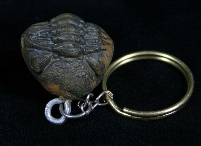 Real Phacops Trilobite Keychain #4721
